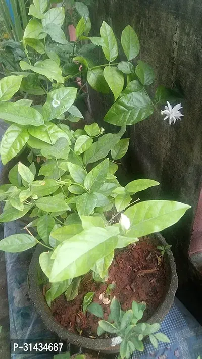 Natural Jasmine Plant