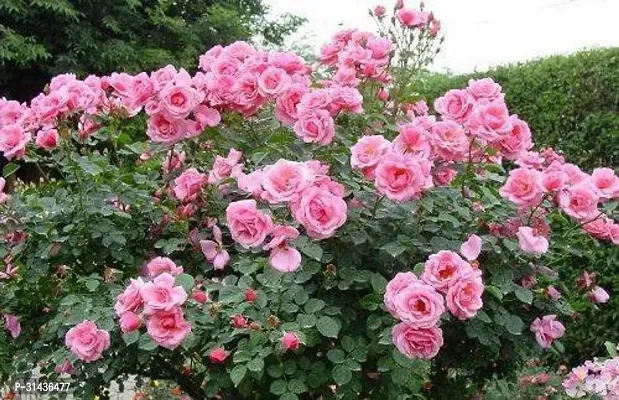 Natural Rose Plant-thumb0