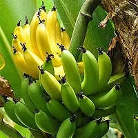 Natural Banana Plant-thumb1