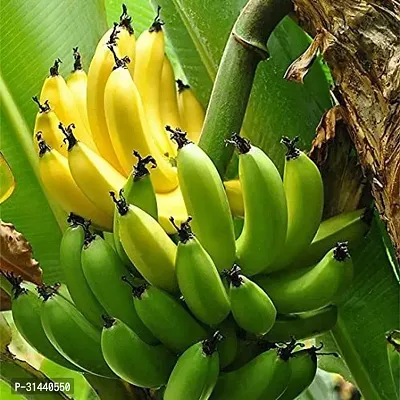 Natural Banana Plant-thumb2