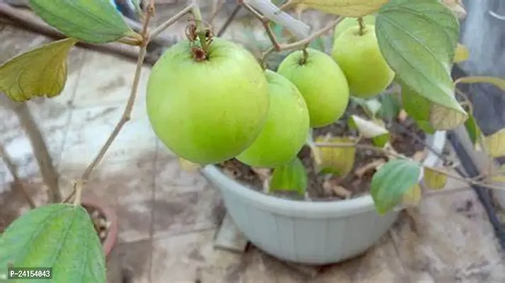 Apple Plant