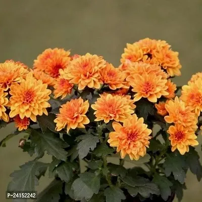 Chrysanthemums/ Guldavari Plant