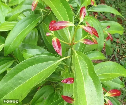 Cinnamon Plant-thumb2