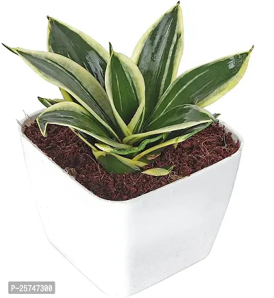 Snake Plant