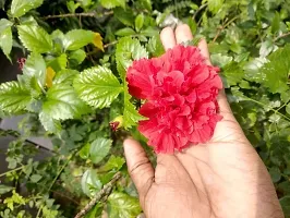 Natural Hibiscus Plant-thumb3