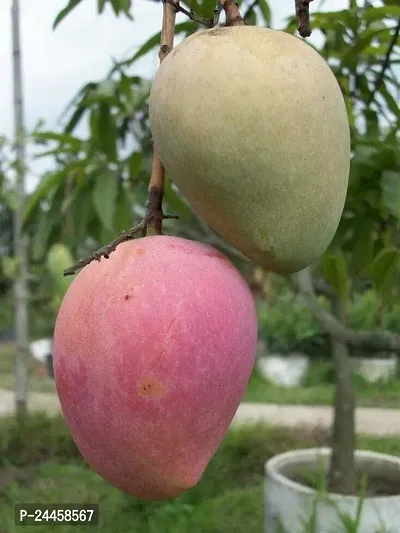 Natural Mango Plant-thumb0