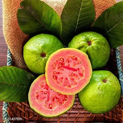 Natural Guava Plant-thumb0