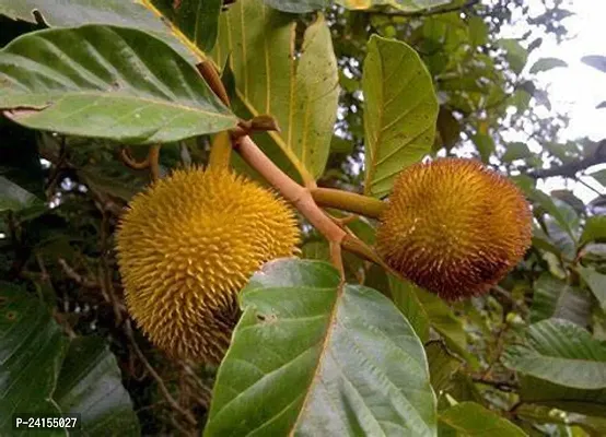 Jackfruit Plant