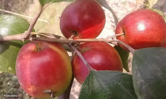 Ber Apple Plant