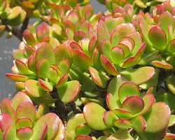 Natural Jade Plant-thumb2