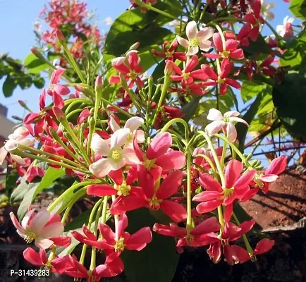 Natural Madhumalti/Rangoon Creeper Plant-thumb0