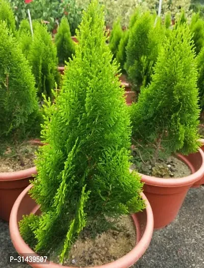 Natural Platycladus/Morpankhi Plant-thumb0