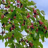 Natural Berry Plant-thumb1