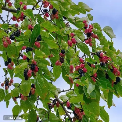 Natural Berry Plant-thumb2