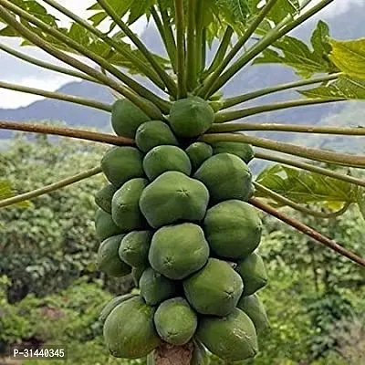 Natural Papaya Plant-thumb0