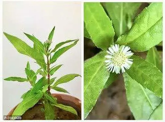 Natural Bhringraj Plant-thumb0