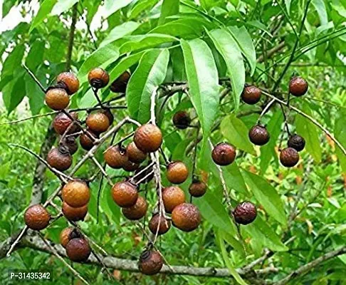 Natural Rudraksha Plant-thumb0