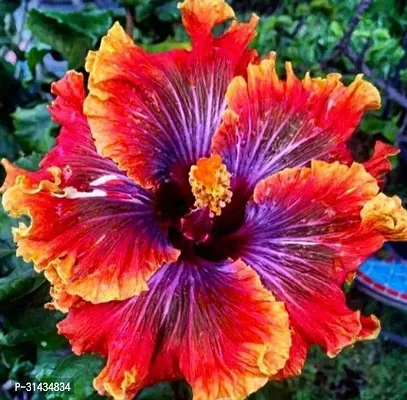 Natural Hibiscus Plant