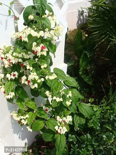 Natural Broken Heart Plant