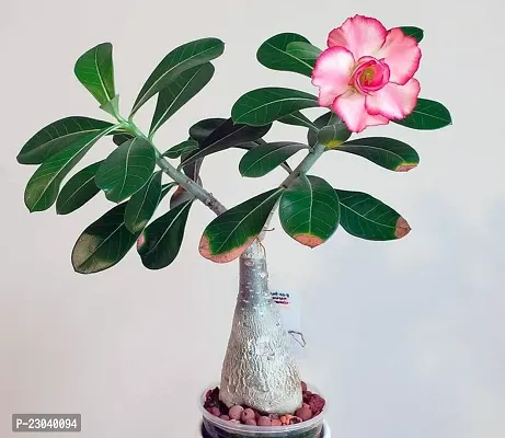 Natural Plane Treee Adenium Plant-thumb0