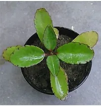 Natural Bryophyllum Pinnatum - Patharchatta Plant-thumb2