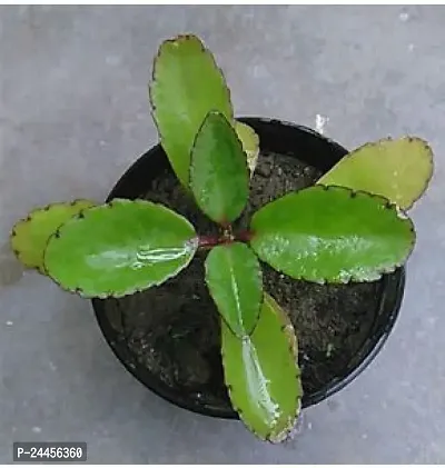 Natural Bryophyllum Pinnatum - Patharchatta Plant-thumb3