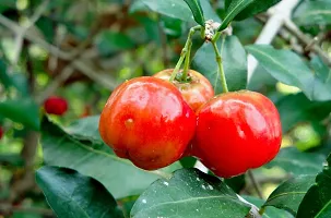 Natural Cherry Fruit Plant-thumb3