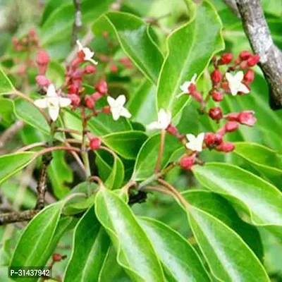 Natural Black Pepper Plant