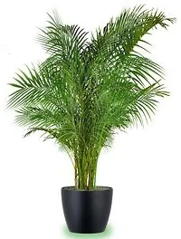 Natural Areca Palm Plant-thumb1