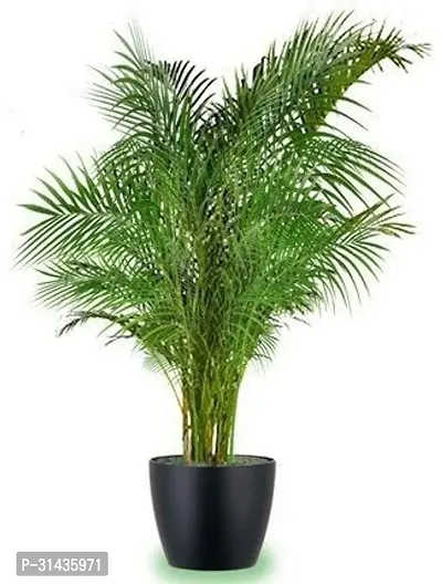 Natural Areca Palm Plant-thumb2