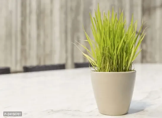 Lemon Grass Plant