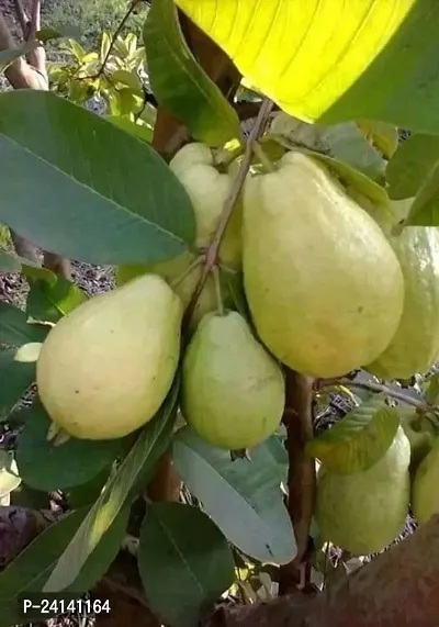 Guava Plant-thumb3