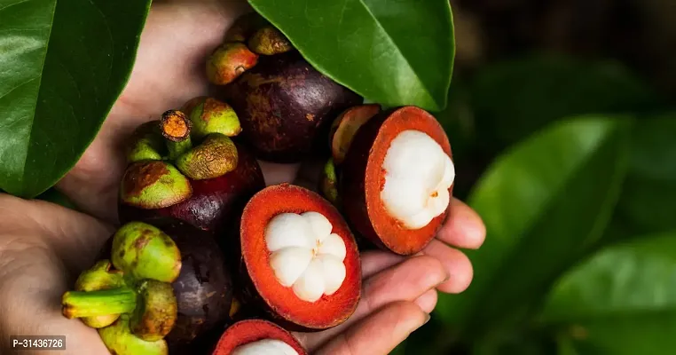 Natural Mangosteen Plant