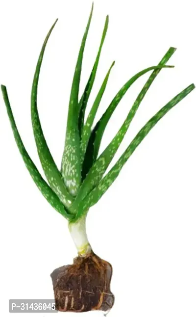 Natural Aloe Vera Plant