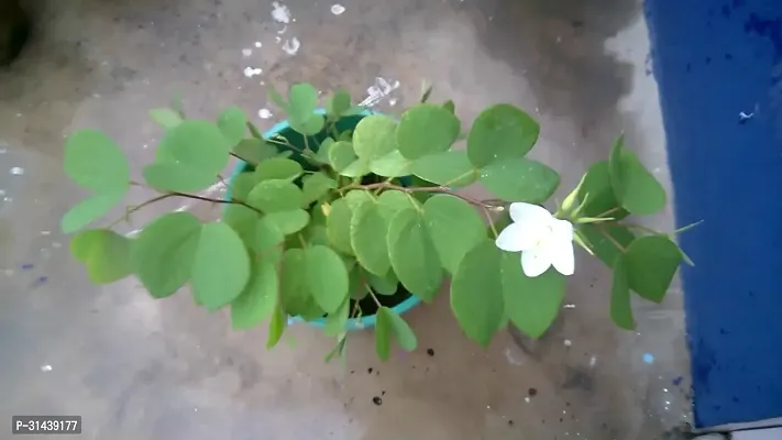 Natural Bauhinia Acuminata Plant