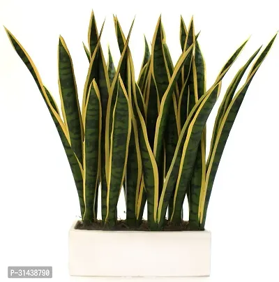 Natural Snake Plant