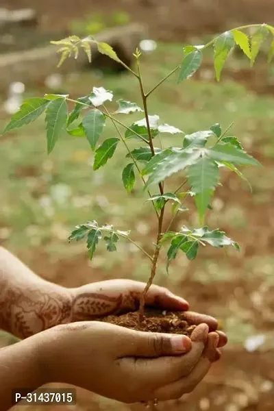 Natural Neem Plant-thumb0