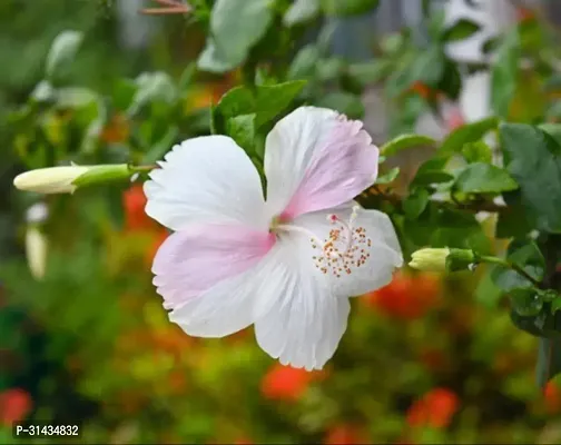 Natural Hibiscus Plant-thumb2