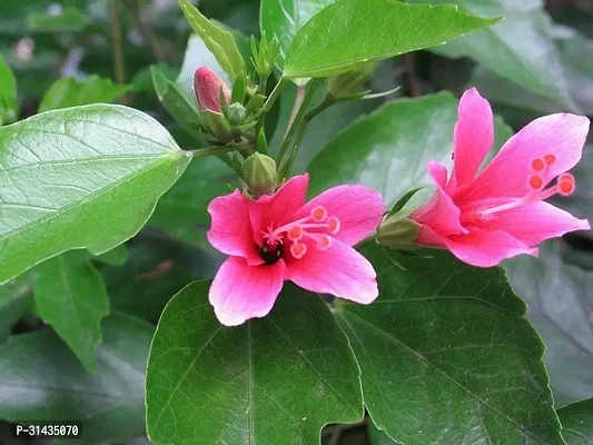 Natural Hibiscus Plant-thumb2