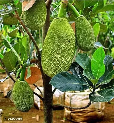 Natural Jack Fruit Plant-thumb0