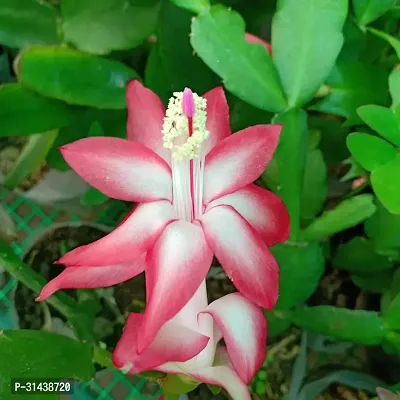 Natural Christmas Cactus Plant