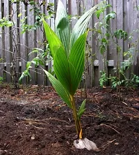 Natural Coconut Plant-thumb1