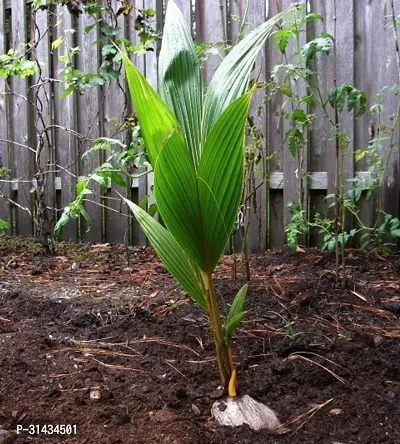 Natural Coconut Plant-thumb2