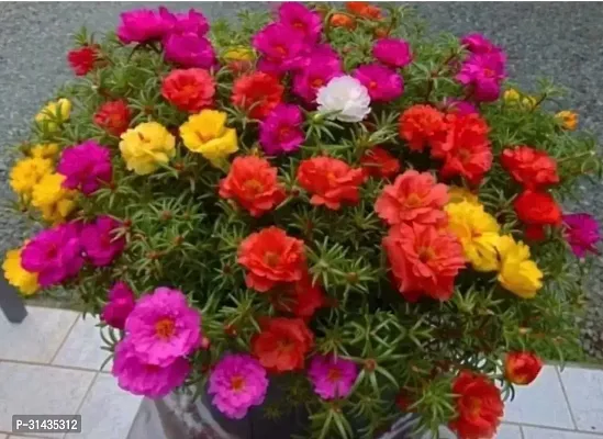 Natural Portulaca Plant