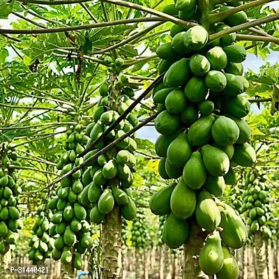 Natural Papaya Plant-thumb0