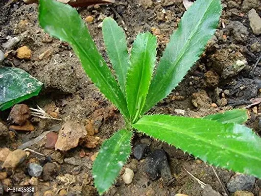 Natural Coriander Plant