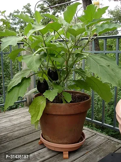 Natural Brinjal Plant-thumb0