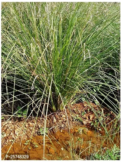 Live Kusha Grass/Darbha Grass/Desmostachya Bipinnata Plant - Ritual-thumb0