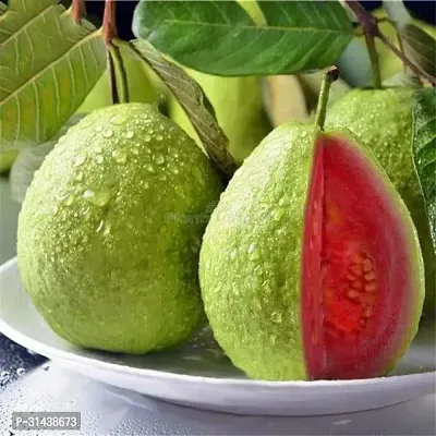 Natural Guava Plant-thumb0