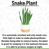 Natural Snake Plant-thumb4